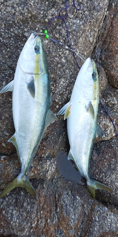 メジロの釣果