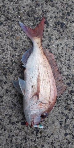 マダイの釣果