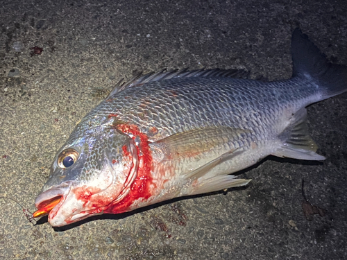 キビレの釣果