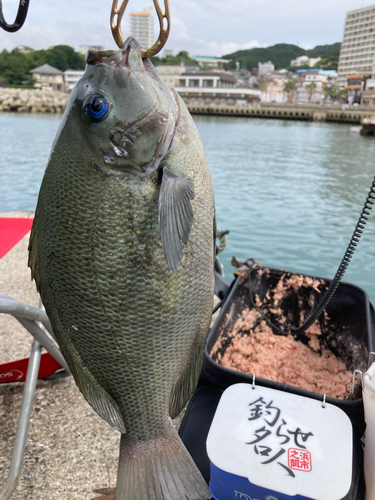 クチブトグレの釣果