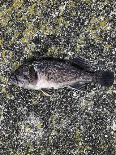 クロソイの釣果