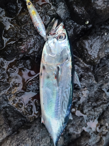 ソウダガツオの釣果