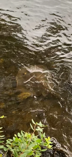 エイの釣果