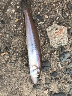 キスの釣果