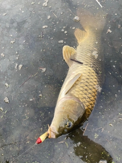 コイの釣果