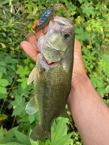 ラージマウスバスの釣果