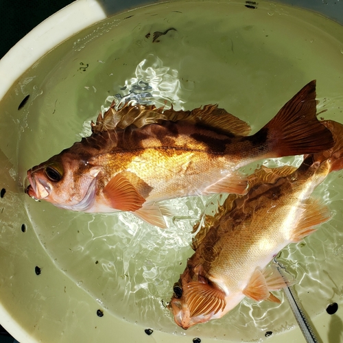 オキメバルの釣果