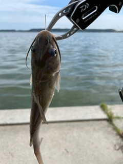 チャネルキャットフィッシュの釣果