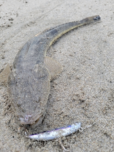 マゴチの釣果