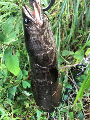 カムルチーの釣果