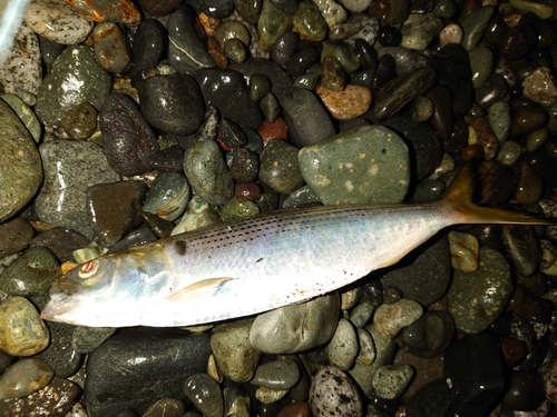 コノシロの釣果