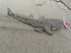 コチの釣果