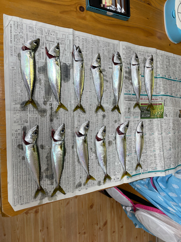 サバの釣果