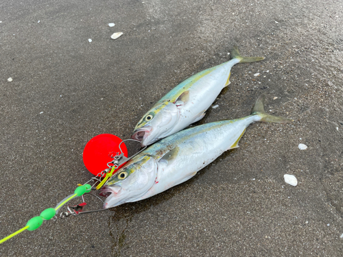 ハマチの釣果