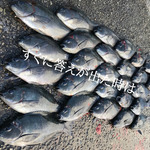 グレの釣果