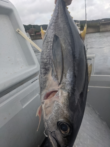 キメジの釣果