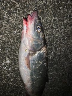 ニゴイの釣果