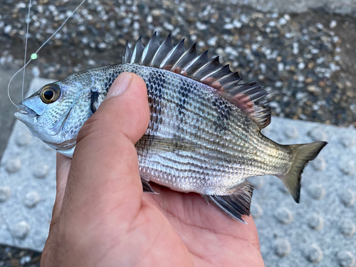 キビレの釣果