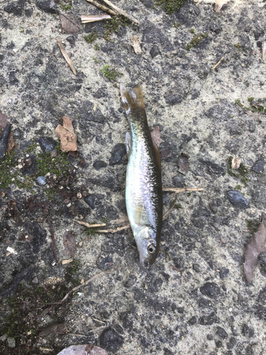 アブラハヤの釣果