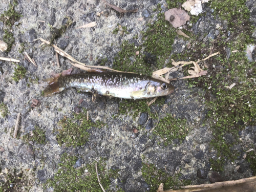 アブラハヤの釣果