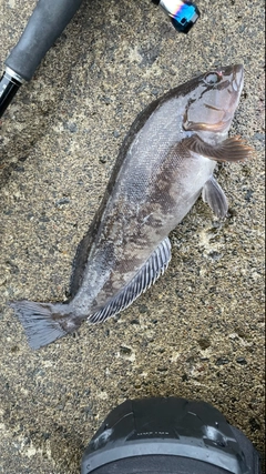 アイナメの釣果