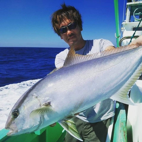 カンパチの釣果