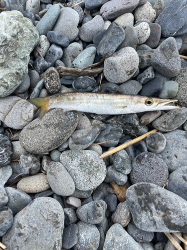 カマスの釣果