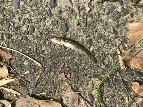 アブラハヤの釣果