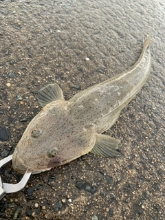 マゴチの釣果