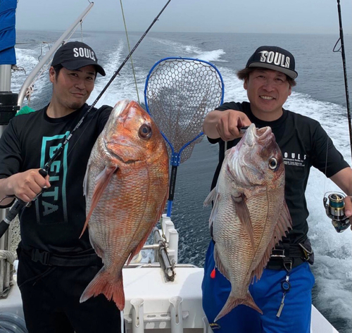 マダイの釣果