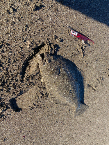 ヒラメの釣果