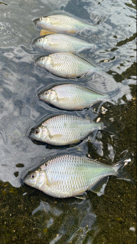 カネヒラの釣果