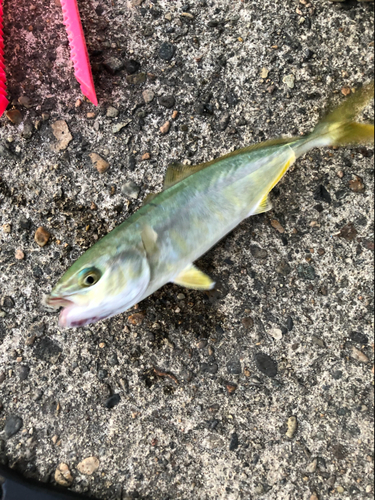 ワカナゴの釣果