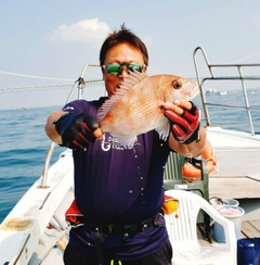 マダイの釣果