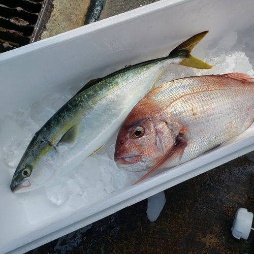 マダイの釣果