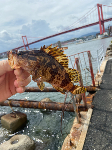 タケノコメバルの釣果