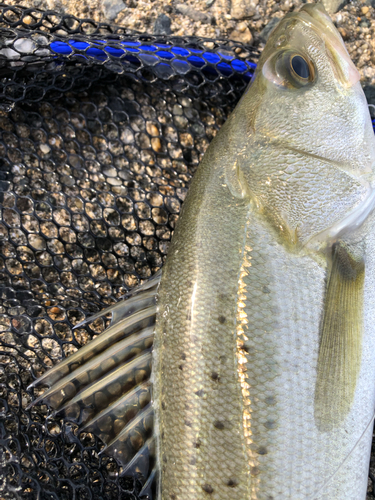 セイゴ（タイリクスズキ）の釣果