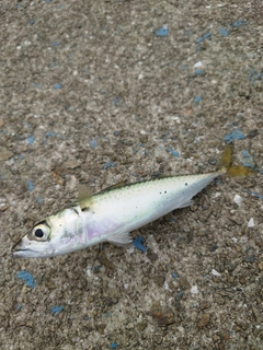 マサバの釣果