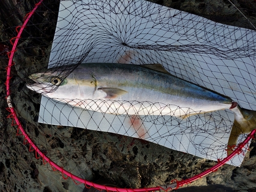 ハマチの釣果