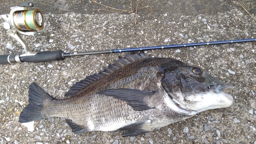 チヌの釣果