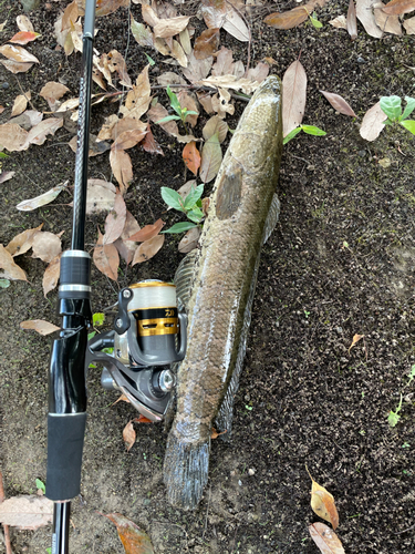 ライギョの釣果