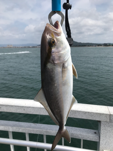 シオの釣果