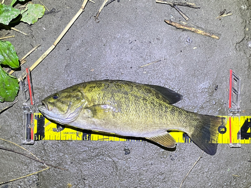 スモールマウスバスの釣果