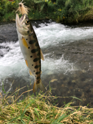 アメマスの釣果