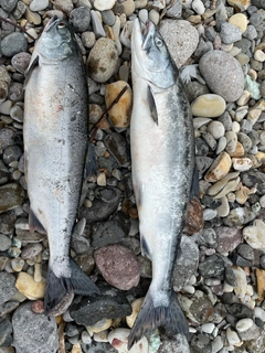 カラフトマスの釣果