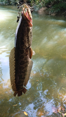 ライギョの釣果