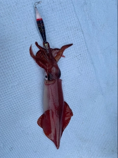 ケンサキイカの釣果