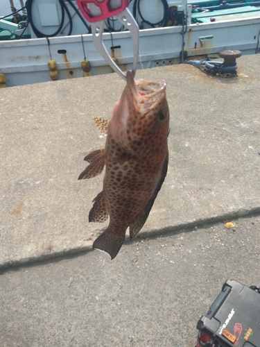 オオモンハタの釣果