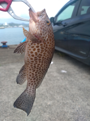 オオモンハタの釣果