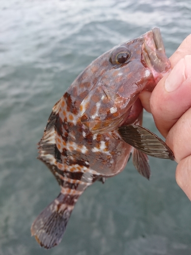 キジハタの釣果